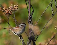 Swamp Sparrow 2.jpg