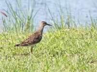 Pectoral Sandpiper P1140444.jpg