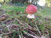 Amanita muscaria.jpg