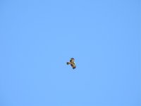 Booted Eagle 1.jpg