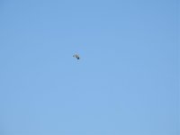 Booted Eagle 2.jpg