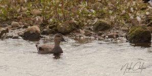 Gadwall Resized.jpg