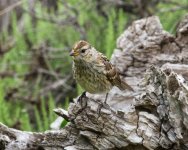 Sparrow_2019-06-21_6883.jpg