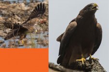 Black-Kite-Yellow-billed-Kite2.jpg