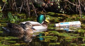 ducksand aerosol.jpg