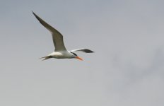 Royal-CaspianTern-002fa.JPG