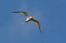 Royal-CaspianTern-003fa.JPG