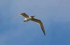 Royal-CaspianTern-004fa.JPG