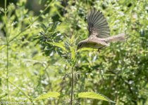 Chiffchaff-6828.jpg