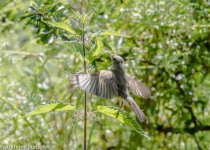 Chiffchaff-6830.jpg