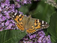 painted lady jul 29 2019 A Baker.jpg