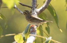 Sparrow Wallkill River NWR 9-19 (1).jpg