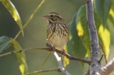 Sparrow Wallkill River NWR 9-19 (2).jpg