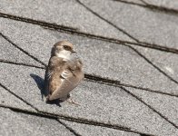 Swallow  2019-08-03 100.jpg