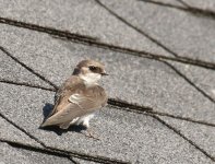 Swallow  2019-08-03 115.jpg