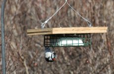 downy-on-suet.jpg