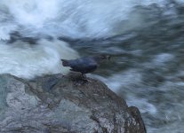 American Dipper.jpg