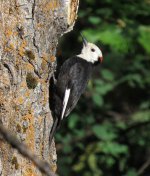 White-headed Woodpecker.jpg