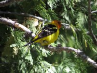 Western Tanager.jpg