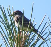 Gray Flycatcher.jpg