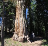 Western Red Cedar.jpg