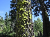 Wolf Lichen.jpg