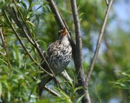 Song Thrush_Girdle Ness_230619a.jpg