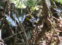 Yellow-rumped Warbler.jpg