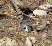 Dark-eyed Junco (Oregon race).jpg