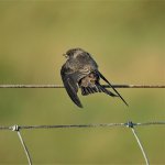 DSC05085ed50 square Sand Martin.jpg