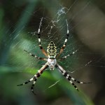 DSC06365ed25 Wasp Spider female.jpg