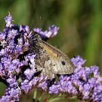 DSC07289ed25 Grayling.jpg