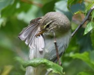 Willow Warbler_Girdle Ness_230619b.jpg