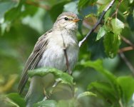 Willow Warbler_Girdle Ness_230619c.jpg