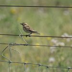 DSC07811ed50 Whinchat.jpg