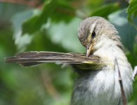 Willow Warbler_Girdle Ness_230619d.jpg