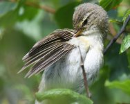 Willow Warbler_Girdle Ness_230619e.jpg