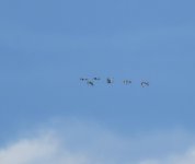 Black-tailed Godwit_Girdle Ness_300619a.jpg