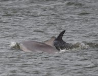 BN Dolphins_Girdle Ness_300619a.jpg