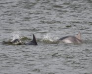 BN Dolphins_Girdle Ness_300619b.jpg