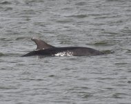 BN Dolphins_Girdle Ness_300619c.jpg