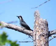 Acorn Woodpecker.jpg