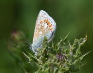 Common Blue_Girdle Ness_300619a.jpg