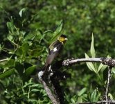 Lesser Goldfinch.jpg