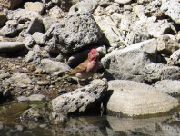 Purple Finch.jpg