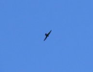 Black Swift.jpg