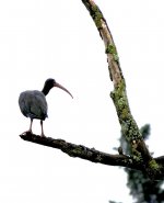 IMG_9054 Bare-faced Ibis @ Bogota la Florida.jpg