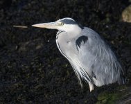 Grey Heron_Girdle Ness_220819a.jpg