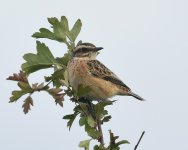 Whinchat_Girdle Ness_010919a.jpg