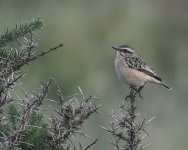 Whinchat_Girdle Ness_010919b.jpg